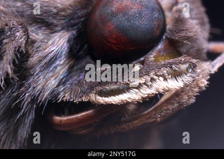 Nahaufnahmen von Kopf und Augen einer Motte Stockfoto