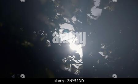 Grüne Bäume mit Laub. Action. Dünne Baumstämme mit Laub, auf die das helle Licht der Sonne fällt. Hochwertige 4K-Aufnahmen Stockfoto