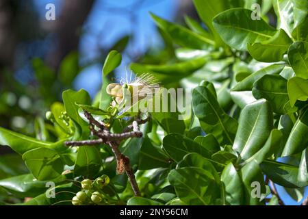 Barringtonia asiatica (Fischgiftbaum, Putat- oder Meeresgiftbaum) ist eine Art von Barringtonia, die in Mangrovenlebensräumen an den tropischen Küsten und vorkommt Stockfoto