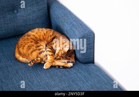 Schlafende bengalkatze. Gemütliches Haustier-Zuhause. Stockfoto