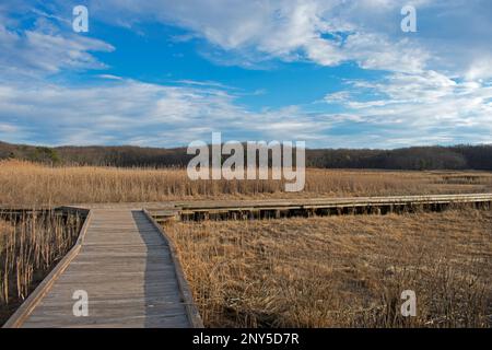 Holzsteg über das Sumpfgebiet im Cheesequake Park in Matawan, New Jersey, an einem teilweise bewölkten Wintertag -06 Stockfoto