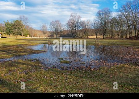 An einem sonnigen Wintertag im Cheesequake State Park in Matawan, New Jersey -02, spiegeln sich karge Eichen in einer großen Pfütze wider Stockfoto