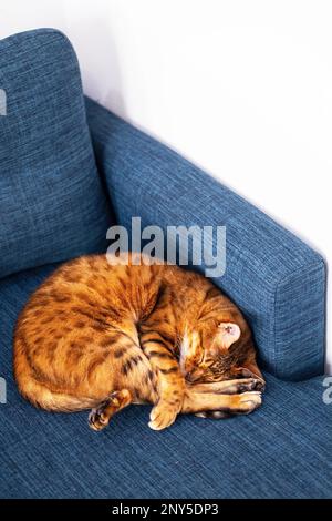 Schlafende bengalkatze. Gemütliches Haustier-Zuhause. Stockfoto