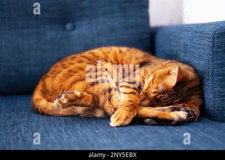 Schlafende bengalkatze. Gemütliches Haustier-Zuhause. Stockfoto
