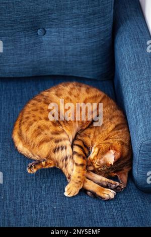 Schlafende bengalkatze. Gemütliches Haustier-Zuhause. Stockfoto
