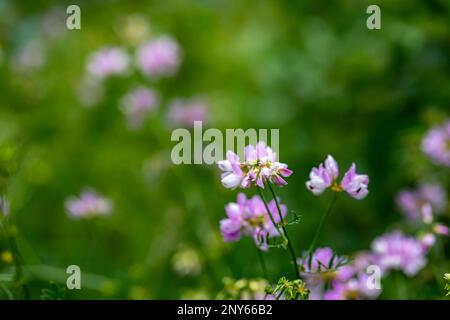 Im Wald wachsende Sortenblume der Securigera, aus nächster Nähe Stockfoto
