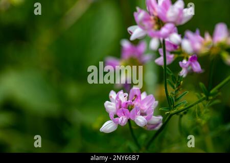 Im Wald wachsende Sortenblume der Securigera, aus nächster Nähe Stockfoto