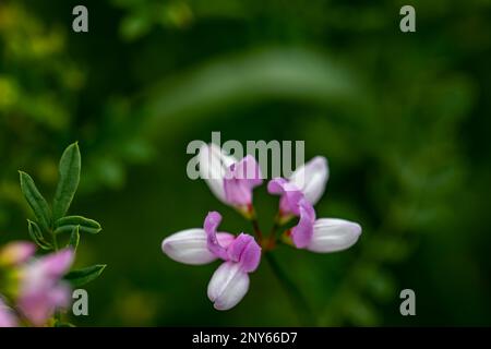 Im Wald wachsende Sortenblume der Securigera, aus nächster Nähe Stockfoto