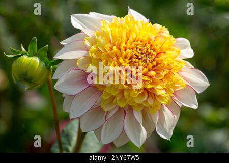 Anemone Flowering Dahlia, Varietät Freyas Paso Doble Stockfoto