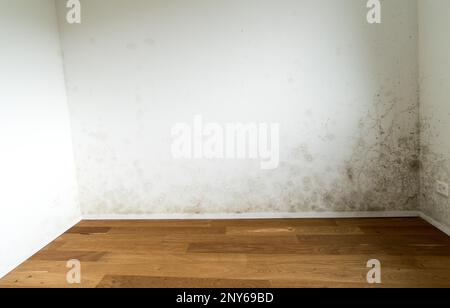 Wand mit Schimmel, leere Fläche Stockfoto