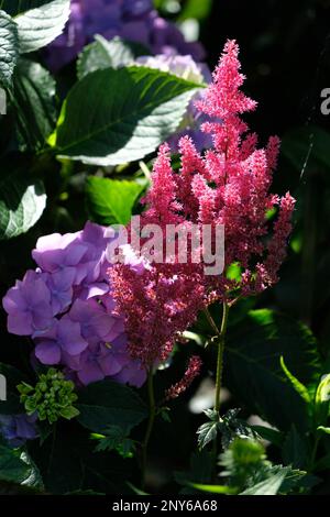 Astibe (False Ziege Bart) Blüte in einem Garten in Sussex Stockfoto