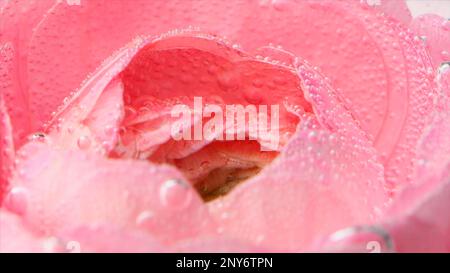 Nahaufnahme einer mit Blasen bedeckten Rose. Aktie-Aufnahmen. Schöne rosa Rose mit Blasen in klarem Wasser. Sanfte erfrischende Rose im Wasser. Perfu Stockfoto