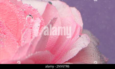 Nahaufnahme einer mit Blasen bedeckten Rose. Aktie-Aufnahmen. Schöne rosa Rose mit Blasen in klarem Wasser. Sanfte erfrischende Rose im Wasser. Perfu Stockfoto