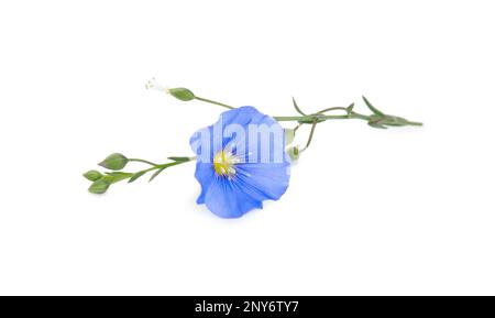 Wunderschöne, hellblaue Flachsblume, isoliert auf Weiß Stockfoto