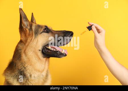 Frau, die dem Schäferhund Tinktur gibt, auf gelbem Hintergrund, Nahaufnahme Stockfoto