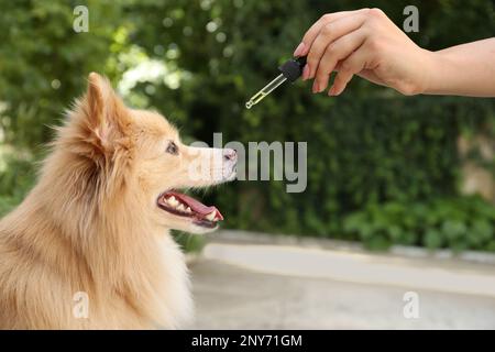 Frau, die dem süßen Hund draußen Tinktur gibt, Nahaufnahme Stockfoto