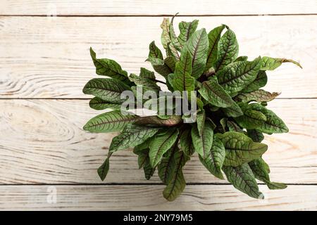 Sorrel-Pflanze auf weißem Holztisch, Draufsicht Stockfoto