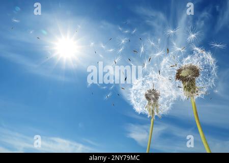 Wunderschöne geschwollene Löwenzahn und fliegende Samen am blauen Himmel an sonnigen Tagen Stockfoto