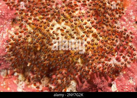 Clarks Anemonefisch (Amphiprion clarkii), Clutch, Pacific Ocean, Yap, FSM, Föderierte Staaten vo, Mikronesien, Ozeanien Stockfoto