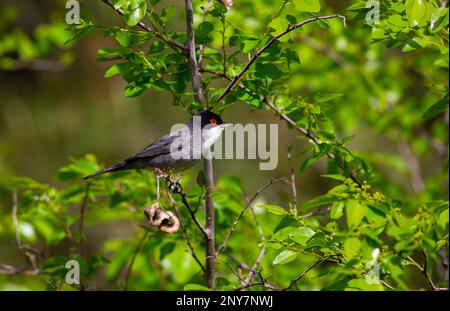 Grüner Hintergrund ein bewaldetes Feld ein Vogel trägt einen songbird, Sardinischen Krieger, Sylvia melanocephala Stockfoto