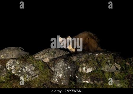 Nahaufnahme eines Kiefernmarder, Martes martes, während er auf einer trockenen Steinmauer sitzt. Bei Aufnahmen in der Nacht zeigt er mit schwarzem Hintergrund zur Kamera Stockfoto