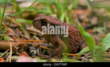 Nahaufnahme eines Frosches auf dem Boden im Sommerwald. Kreativ. Hüpfender Frosch zwischen grünem Gras und kleinen Stöcken Stockfoto