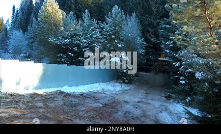 Im Winter schneebedeckter weißer Boden aus Kiefernwäldern. Clip. Landstraße und Zaun mit einem funktionierenden Traktor und viel fliegendem Staub Stockfoto