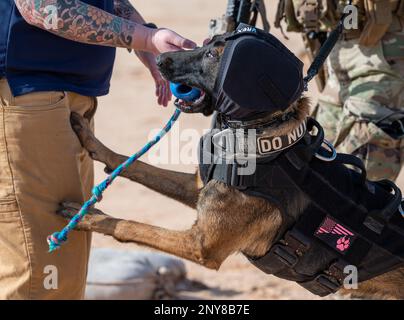 Ffreddie, militärischer Arbeitshund der 378. Sicherheitsstaffel, trainiert auf einem Schießstand auf dem Luftwaffenstützpunkt Prince Sultan, Königreich Saudi-Arabien, 21. Januar 2023. K9 die Verteidiger und ihre Betreuer müssen gemeinsam im Umgang mit Feuerwaffen trainieren, um in stressigen realen Situationen eine sichere Interoperabilität zu gewährleisten. Stockfoto