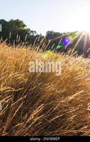 Die Landschaft eines goldenen Graslands bei Sonnenaufgang, die glühende Sonne scheint auf Grasblumen, die im Wind schweben, Wald verschwommen im Hintergrund. Stockfoto