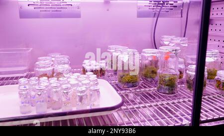 Kühlschrank im Labor mit leeren Flaschen und grünen Pflanzen. Aktie-Aufnahmen. Das Konzept der Wissenschaft Stockfoto