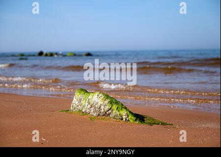 Steine mit Algen bedeckt am Sandstrand des Meeres in der hellen Sonne. Stockfoto