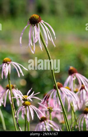 Echinacea simulata, Glade-Koneflower, blassrosa Blumen, herabhängende Blütenblätter, orangefarbener Mittelkegel Stockfoto