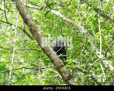 Ein Mönch-Saki-Affe, der sich in den Bäumen des Amazonas-Regenwaldes versteckt Stockfoto