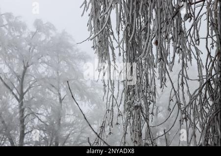 Äste, die nach überfrierendem Regen mit Eis bedeckt sind. Nach dem Zyklon des Eissturms war alles mit Glitzer bedeckt. Schreckliche Schönheit des Naturkonzepts. Winter-lan Stockfoto