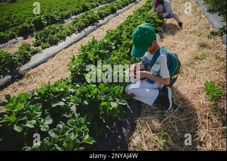 Ein Kind, das Erdbeeren pflückt. Ein asiatischer Junge im Frühling. Stockfoto