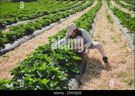 Ein Kind, das Erdbeeren pflückt. Ein asiatisches Mädchen im Frühling auf der Bio-Farm. Stockfoto