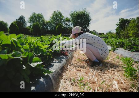 Ein Kind, das Erdbeeren pflückt. Ein asiatisches Mädchen im Frühling auf der Bio-Farm. Stockfoto