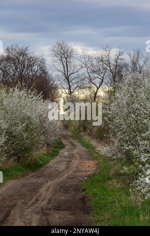 Gasse mit blühenden Kirschbäumen und Feldstraße, Blick auf den Frühling. Stockfoto