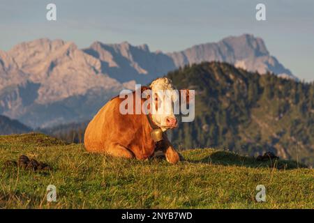 Rinder, Simetsberg, im Hintergrund Zugspitze, Bayerische Alpen, Bayern, Alpen, Deutschland, Europa Stockfoto