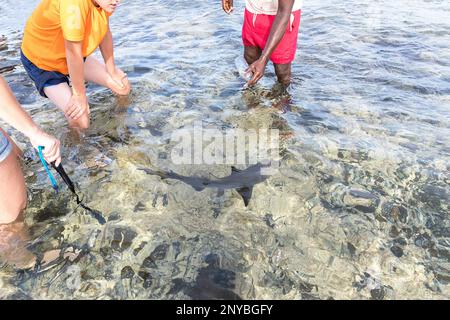 Familie auf einem Urlaub auf einer wunderschönen Insel von Sal auf Cabo Verde, auf einem Ausflug zur Shark Bay, Mutter und Sohn, die unter Zitronenhaien in einer abgeschiedenen Lagune spazieren Stockfoto