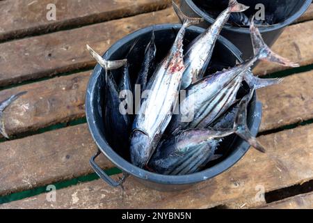 Berühmter hölzerner Pier in der Stadt Santa Maria auf der Insel Sal, voller Fischer und Fische, die sie gefangen haben, Fische auch in Plastikbehältern, das tägliche Leben auf Cabo verde Stockfoto