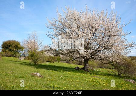 Blühender Kirschbaum im Frühling Stockfoto