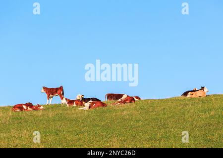 Kälber, die auf der Wiese ruhen Stockfoto