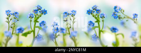 Frühlings- oder Sommerblütenlandschaft. Blaue Blüten von Myosotis oder vergesst-mich-nicht-Blüten auf sonnigen, verschwommenen Hintergrund. Selektiver Weichzeichner. Banner Stockfoto