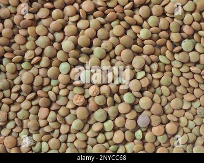 Linsen Puls wissenschaftliche Bezeichnung Lens Culinaris Leguminosen vegetarische Speisen als Hintergrund nützlich Stockfoto