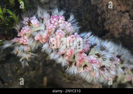 Männliche Aspenkatze, Populus tremula Stockfoto