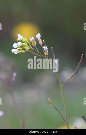 Thale Cress, Arabidopsis thaliana, auch bekannt als Maus-Ohr-Kresse, Thale-Kresse oder Wandkresse, weit verbreitet als Modellorganismus in der Genforschung Stockfoto