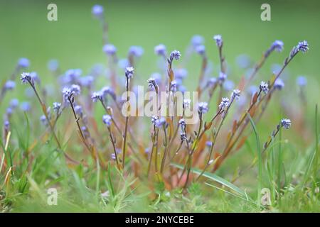 Myosotis stricta, bekannt als strenger „vergiss-mich-nicht“ und blaues Skorpiongras, wilde Frühlingsblume aus Finnland Stockfoto
