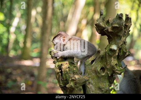 Ganzkörperaufnahme eines kleinen Cynomolgus-Affen, der auf einem Ast liegt, diffuser Regenwald im Hintergrund. Stockfoto