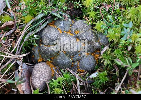 Cheilymenia stercorea, apothecialer Pilz, der in Finnland auf Elchdung wächst, kein gebräuchlicher englischer Name Stockfoto